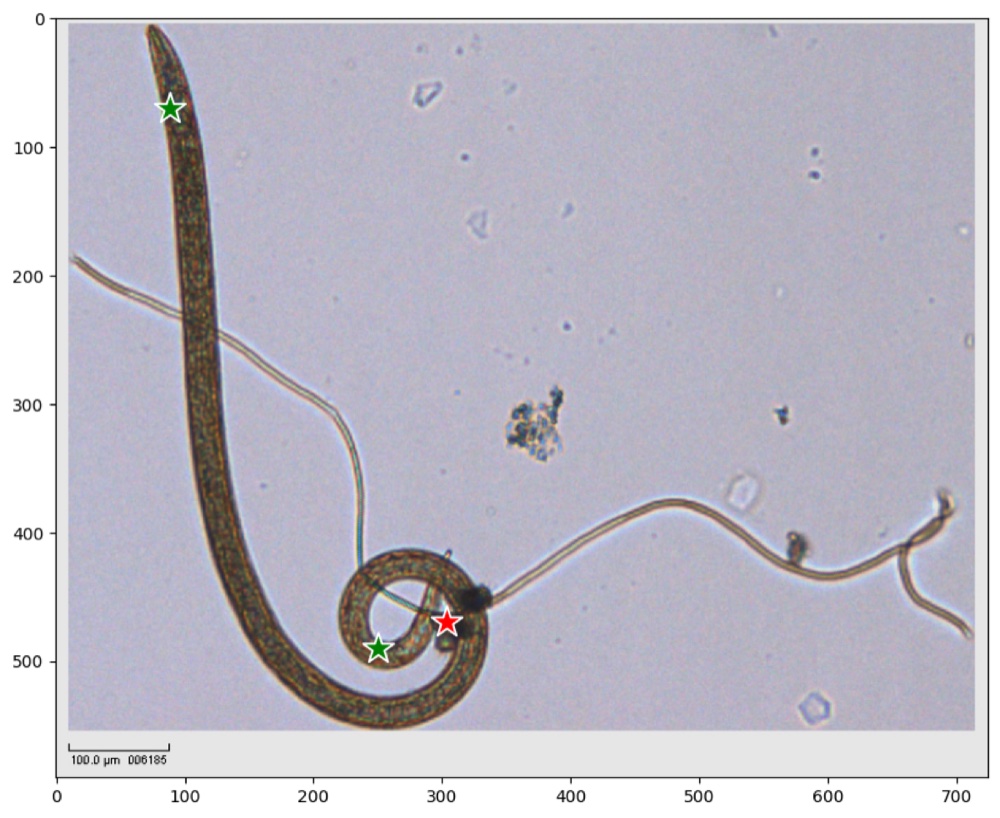 Foto de microscopio de un nematodo con puntos verdes sobre el organismo y un punto rojo sobre el detrito